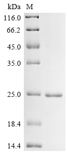 重组蛋白 Escherichia coli Methylat