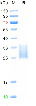 重组蛋白 human CD34 Protein蛋白, C-H