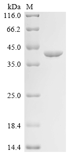 重组蛋白 Mouse Annexin A5 (Anxa5)，