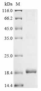 重组蛋白 Amaranthus caudatus Antim