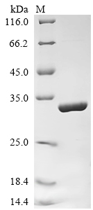 重组蛋白 Rat Synapsin-1 (Syn1), pa