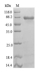 Human B4GALT3 Protein蛋白，orb245