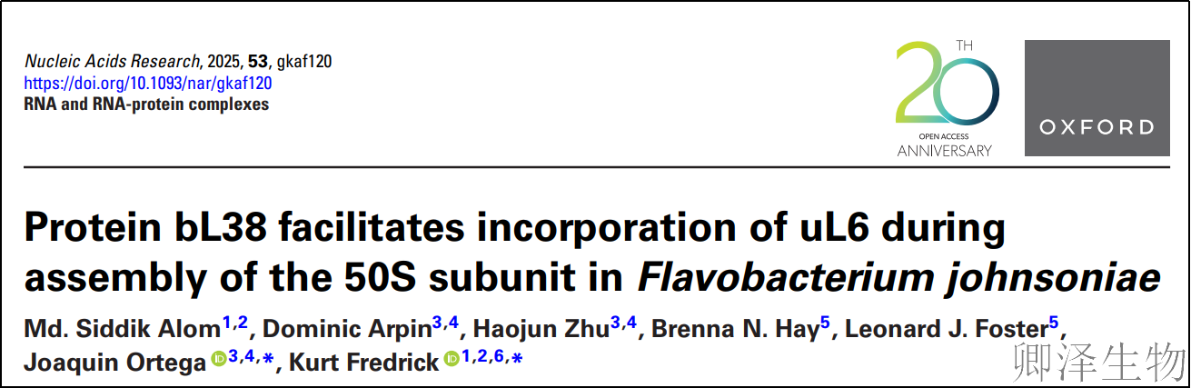 【细菌的“守护蛋白”】 | ：新型“分子伴侣”bL38如何协助核糖体组装？