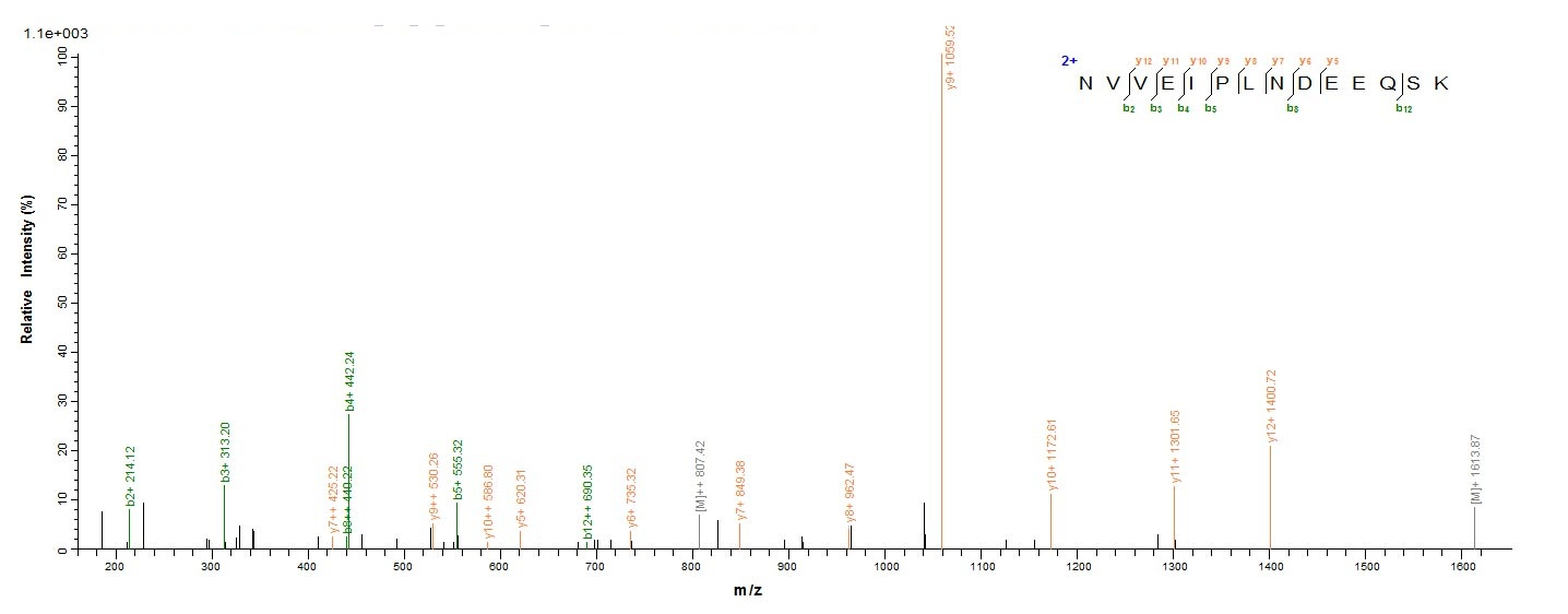 Bacterial ldhA Protein蛋白，orb35