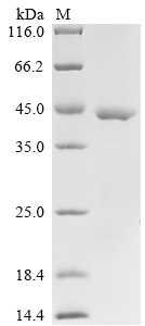 Mouse Bicd2 Protein蛋白，orb14769