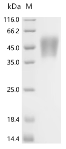 重组蛋白 Pig Growth hormone recept