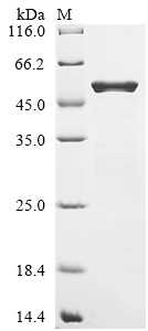 重组蛋白 Escherichia coli O157:H7 