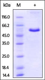 Mouse CD40 Protein蛋白, Fc Tag,o
