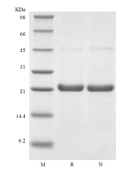 重组蛋白 Rhesus Macaque Interleuki