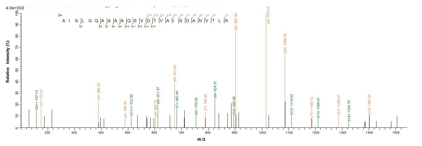 E. coli F17a-A Protein蛋白，orb35