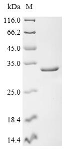 重组蛋白 Human Double-stranded RNA