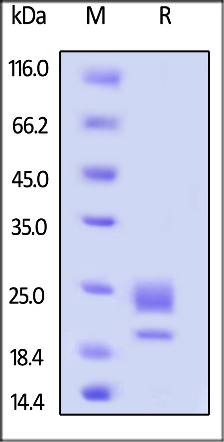 OX40 Ligand / TNFSF4 重组蛋白，orb1