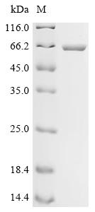 重组蛋白 Synechococcus elongatus C