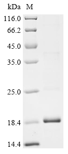 重组蛋白 Mesocricetus auratus Inte