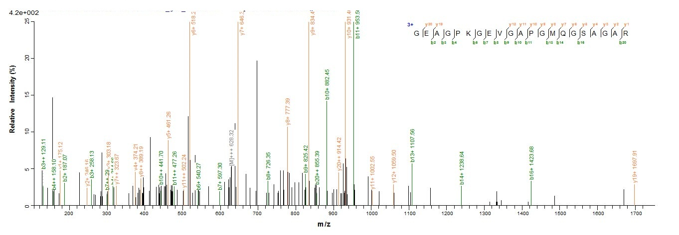 Human SFTPD Protein蛋白，orb35851