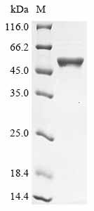 重组蛋白 Pseudomonas putida Salicy