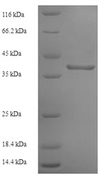 Human IFNAR2 Protein蛋白，orb2463