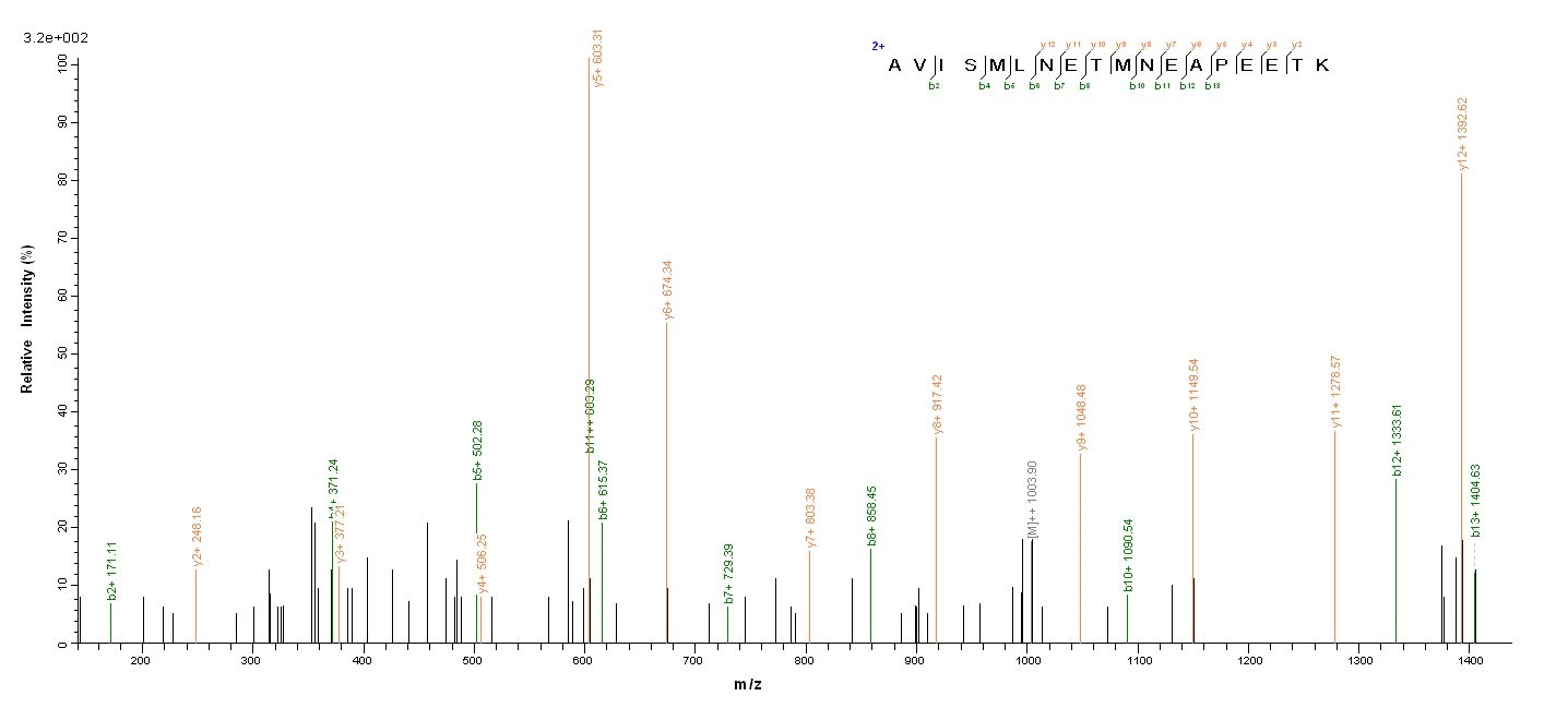 Mouse Slc1a2 Protein蛋白，orb2445