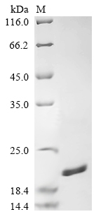 重组蛋白 Legionella pneumophila Pe