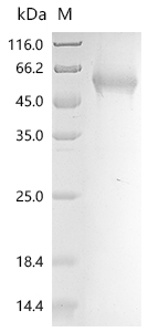 重组蛋白 Citrus unshiu Limonoid UD