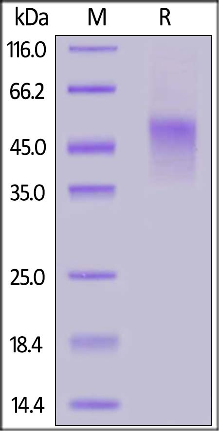 Biotinylated TNFR2 / CD120b / 
