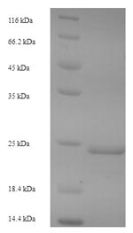 E.coli MitTx-alpha Protein蛋白，o