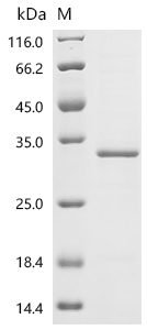 重组蛋白 Arabidopsis thaliana TATA