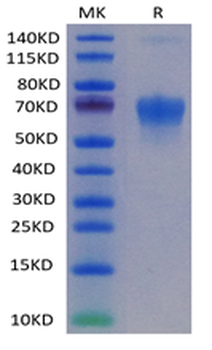 重组蛋白 Cyn. monkey PD-1 Protein蛋