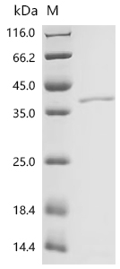 重组蛋白 Drosophila melanogaster T