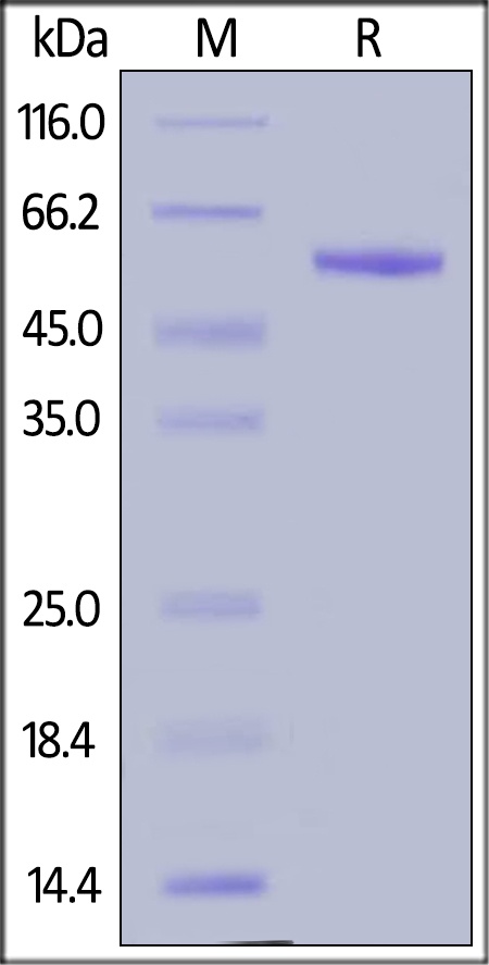 Complement Factor D / CFD 重组蛋白