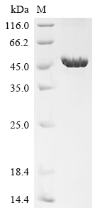 重组蛋白 Human herpesvirus 6B Enve