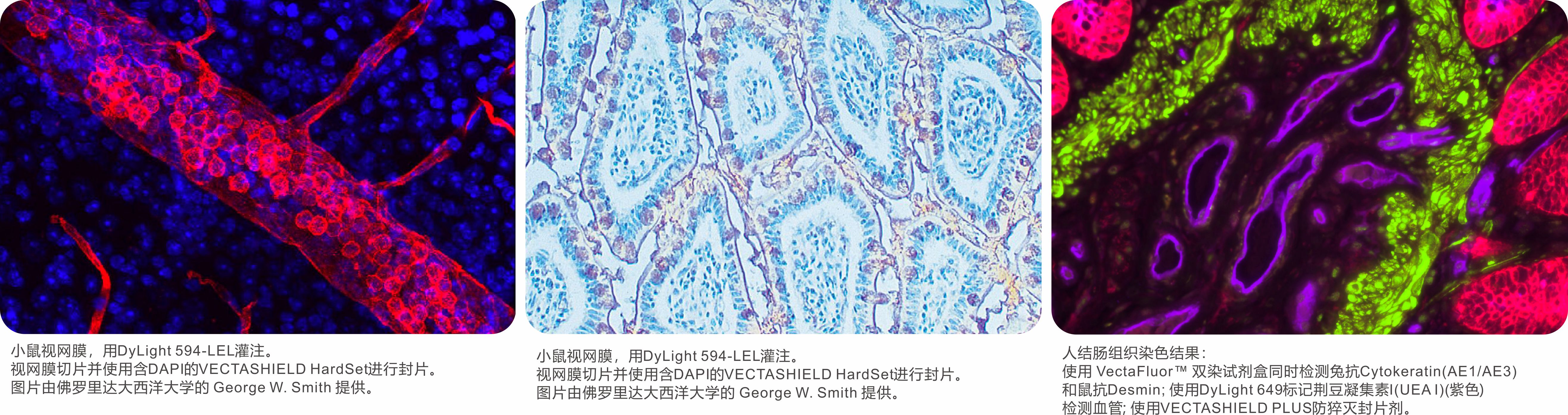 Vector凝集素手册 转曲 1000本.jpg
