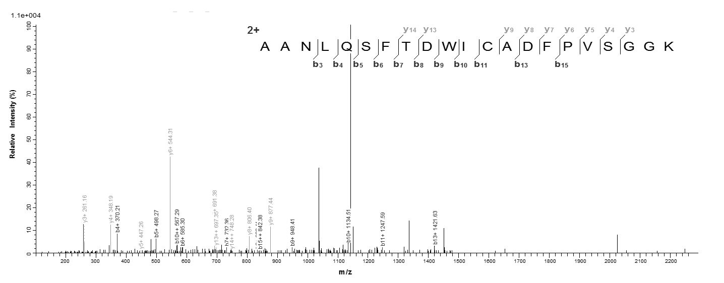 Bacteria dltA Protein蛋白，orb604
