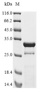 Human adenovirus B serotype 3 