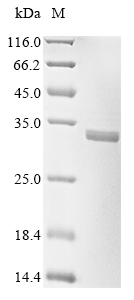 Human PLD6 Protein蛋白，orb605054