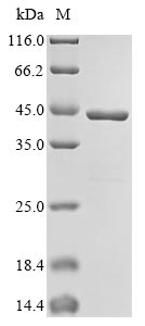 Streptomyces sp. L-proline cis