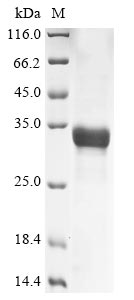 DERP3 Protein蛋白，orb705077，bior