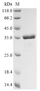 重组蛋白 Mannheimia haemolytica Le