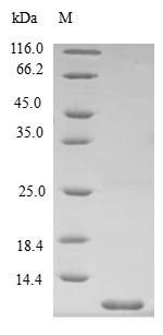 spoVM Protein蛋白，orb54623，biorb