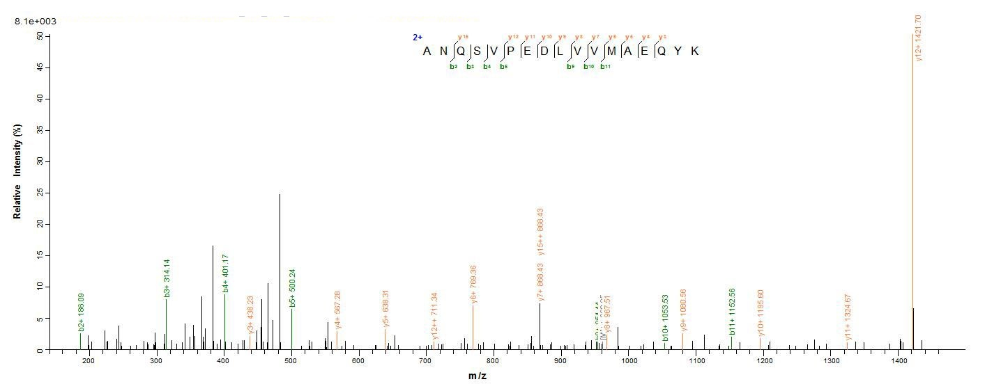 Human DDX53 Protein蛋白，orb60501