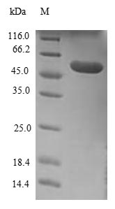 Human ESYT1 Protein蛋白，orb60512