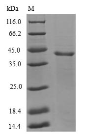 Human GABARAPL1 Protein蛋白，orb5