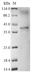 Tetranychus urticae Uncharacte