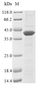 Bacteria nifH1 Protein蛋白，orb60