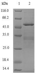 Human APOBEC3C Protein蛋白，orb54
