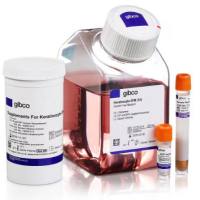 KERATINOCYTE SFM, COMBO