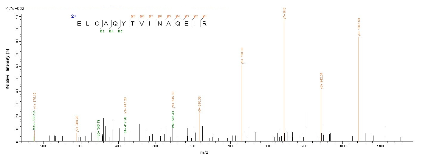 Bacterial pepP Protein蛋白，orb38
