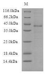 Viral VACWR090 Protein蛋白，orb54