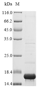 Plant sodB Protein蛋白,orb604527