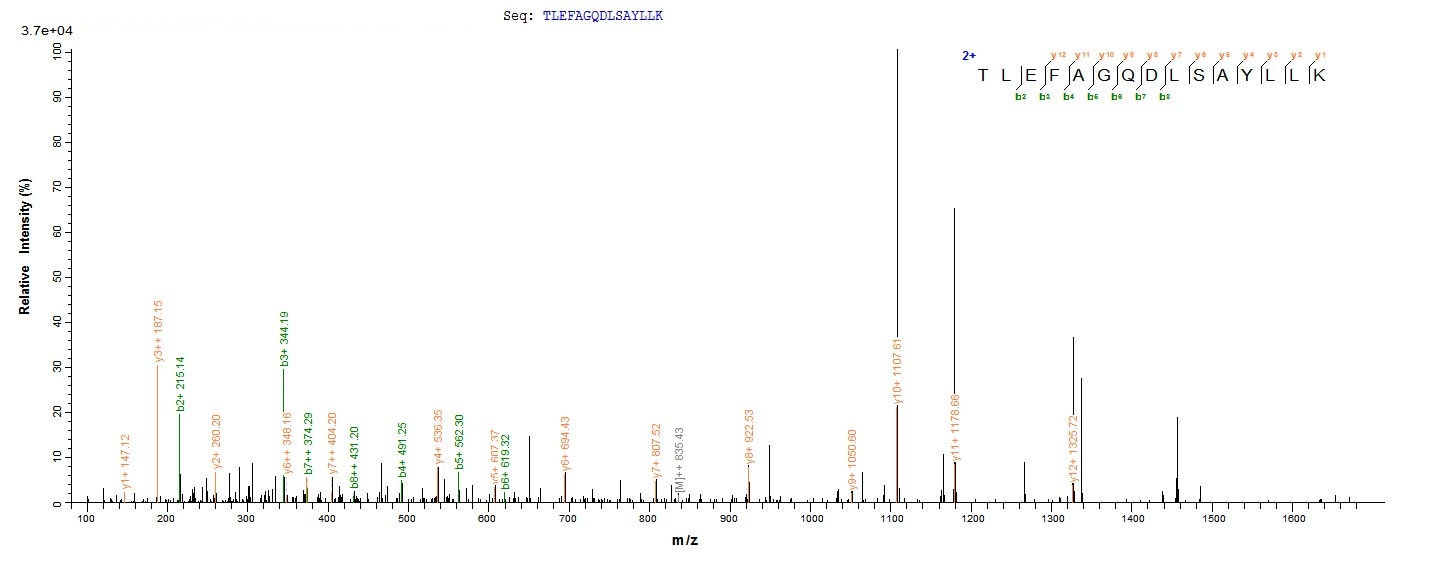 Human ACTL8 Protein蛋白，orb60554